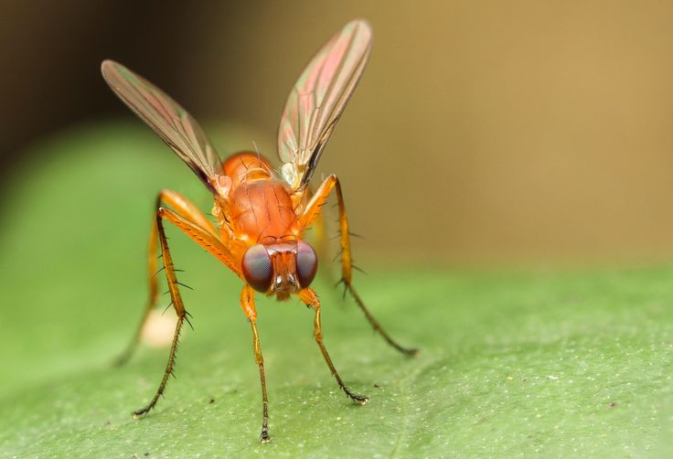 an orange fly sitting on top of a green leaf