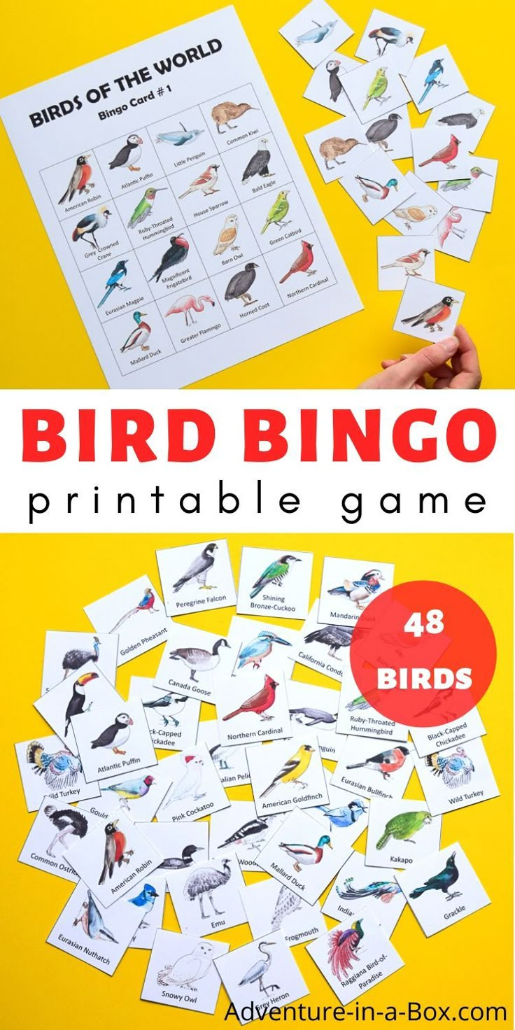 bird game for kids to play with the words birds on it and in front of them