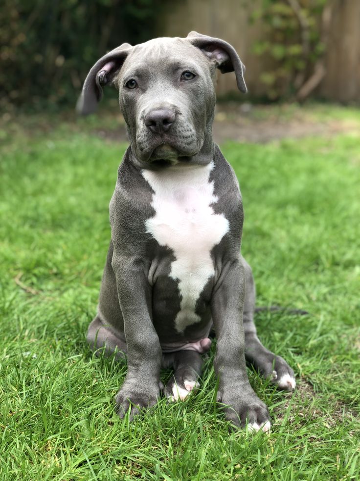 a gray and white dog sitting in the grass