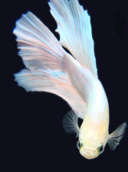 a white fish swimming in the dark water