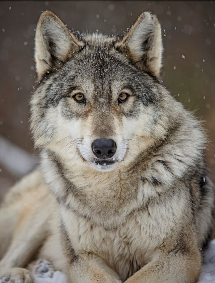 a wolf looks at the camera while standing in the snow