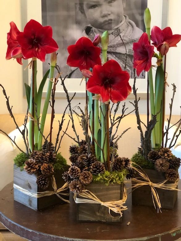 some red flowers and pine cones are on a table in front of a framed photo