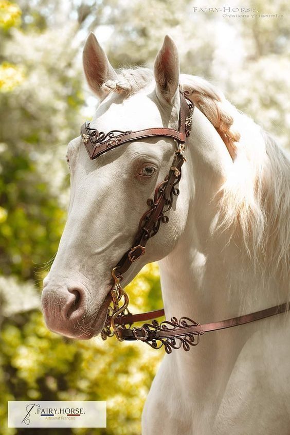 a white horse wearing a bridle in front of trees