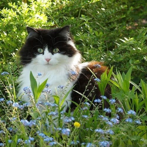 a black and white cat sitting in the middle of some blue wildflowers on a sunny day