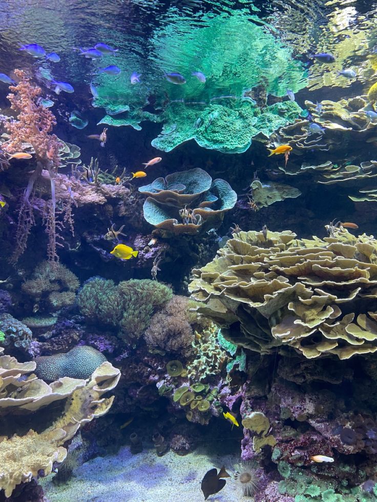 Colourful coral reef photo, some small yellow and blue fishes Coral Reef Pictures Under The Sea, Under Water Coral Reef, Coral Reefs Photography, Coral Reef Astethic, Underwater Reef Photography, Ocean Coral Reef Aesthetic, Coral Reefs Aesthetic, Coral Reef Photography Ocean Life, Aesthetic Coral Reef