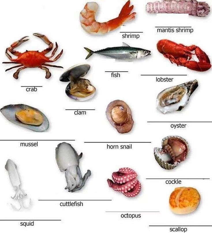 different types of sea animals are shown in this diagram, with the names and pictures below