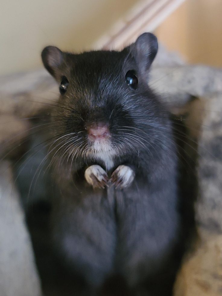 a close up of a small rodent sitting on top of a rock looking at the camera