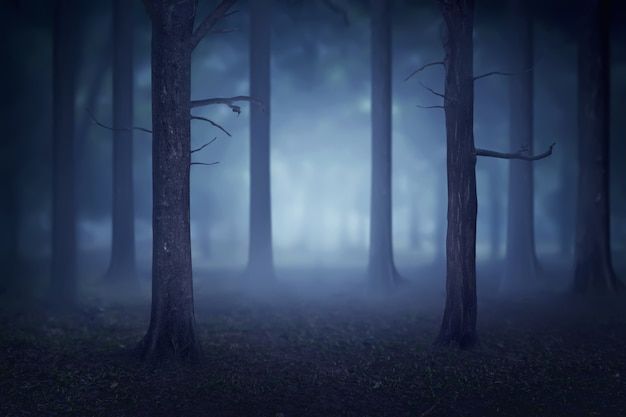 a dark forest filled with lots of trees covered in fog and smoggy skies