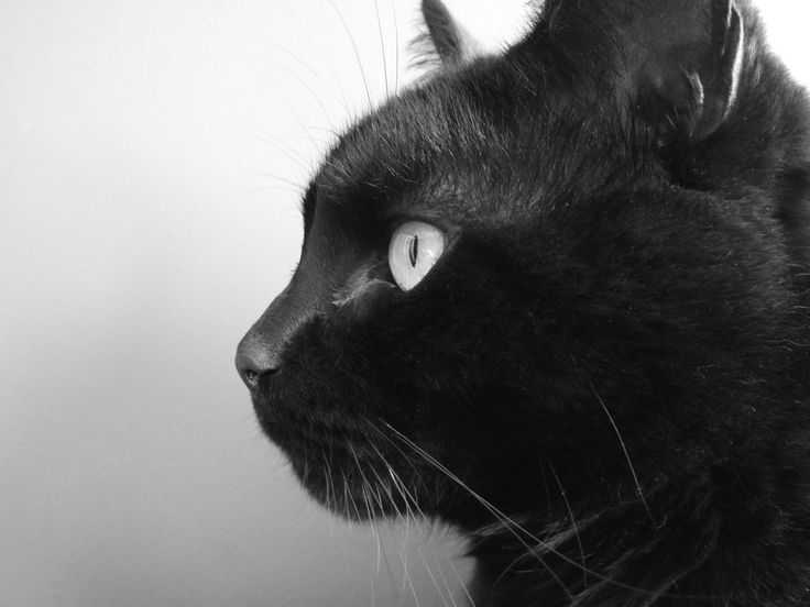 a black cat with white eyes looking off into the distance