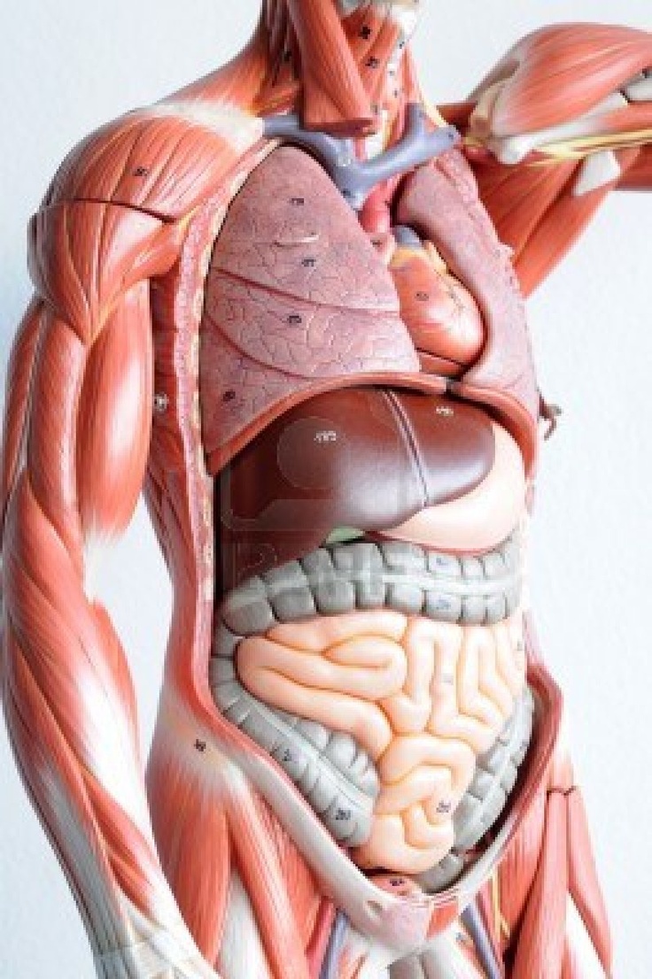 an image of a human body with muscles highlighted