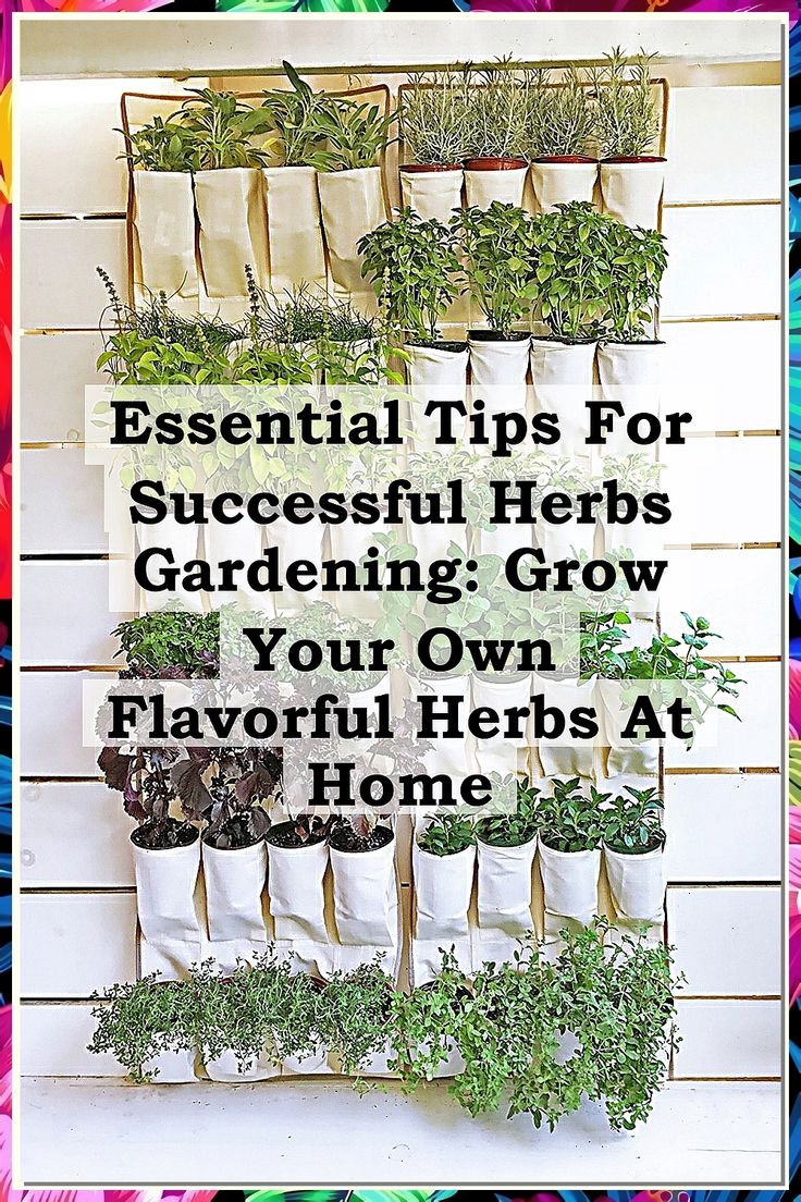 Discover the secrets to thriving herbs gardening with our essential tips! Learn how to cultivate your own flavorful herbs at home, from selecting the right plants to nurturing them for optimal growth. Whether you're a beginner or looking to enhance your green thumb, this guide will help you create a vibrant herb garden that adds fresh flavors to your meals. Dive into the world of herbs gardening and elevate your culinary experience today! Herbs At Home, Outdoor Herb Garden, Herb Gardening, Culinary Experience, Grow Your Own, Herb Garden, Green Thumb, Gardening Tips, At Home