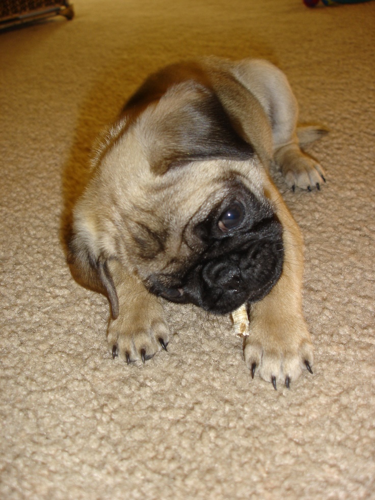 a small pug dog laying on the floor