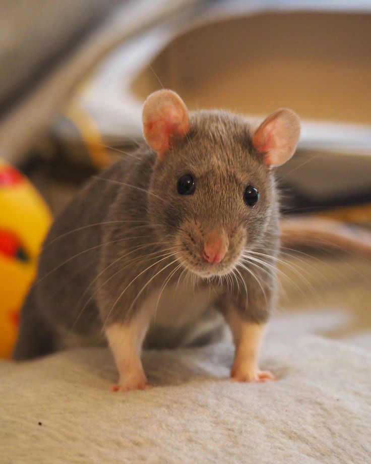 a small rodent standing on top of a bed next to a stuffed animal ball