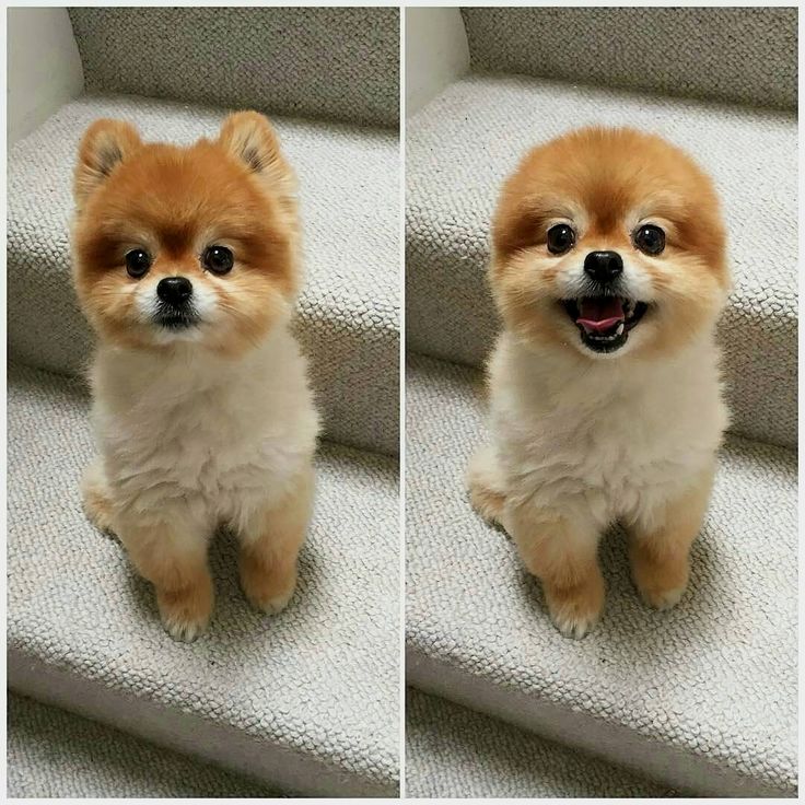 two pictures of a small dog sitting on some stairs