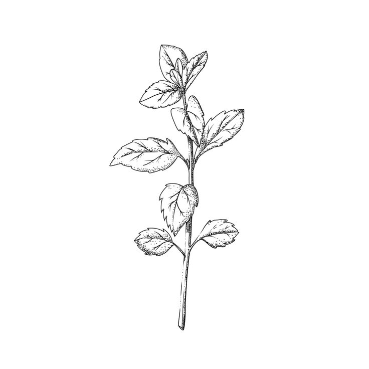 Spearmint Tattoo, Peppermint Tattoo, Mint Leaves Tattoo, Peppermint Drawing, Peppermint Plant Drawing, Pepermint Plant, Peppermint Plant, Peppermint Leaf, Peppermint Illustration