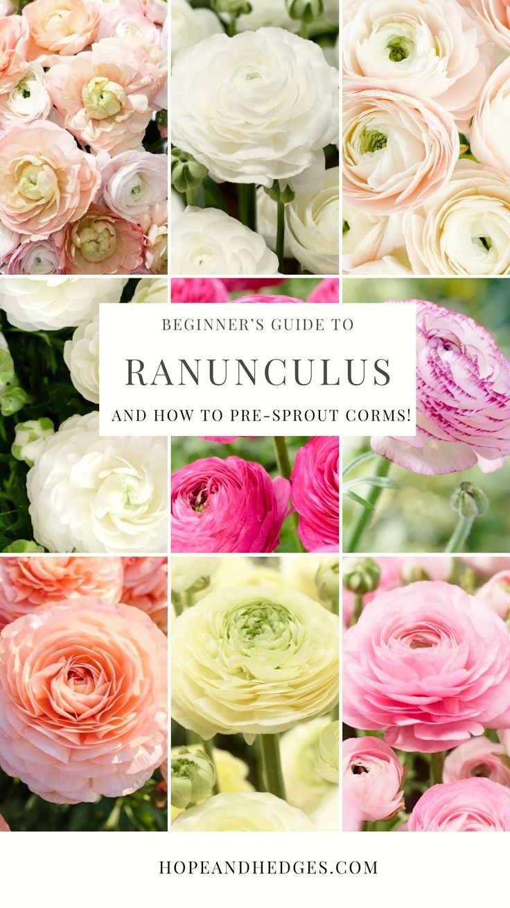 the beginner's guide to ranuncus and how to use it