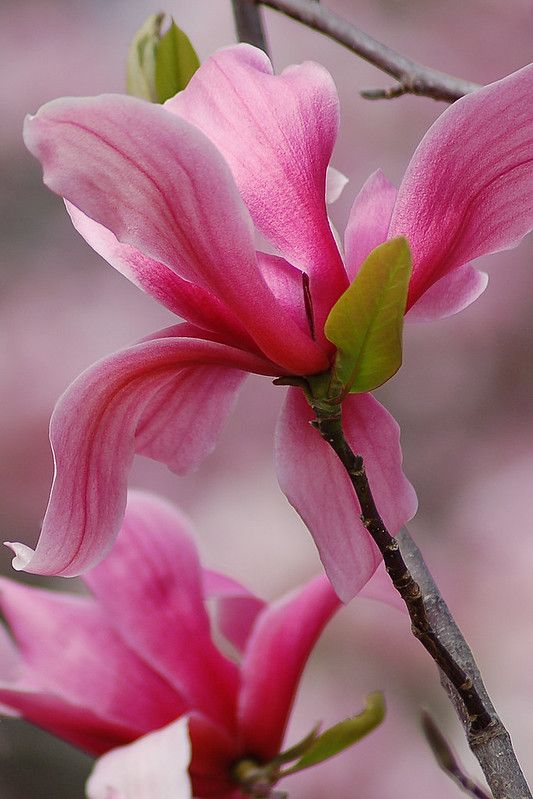 pink flowers are blooming on a tree branch