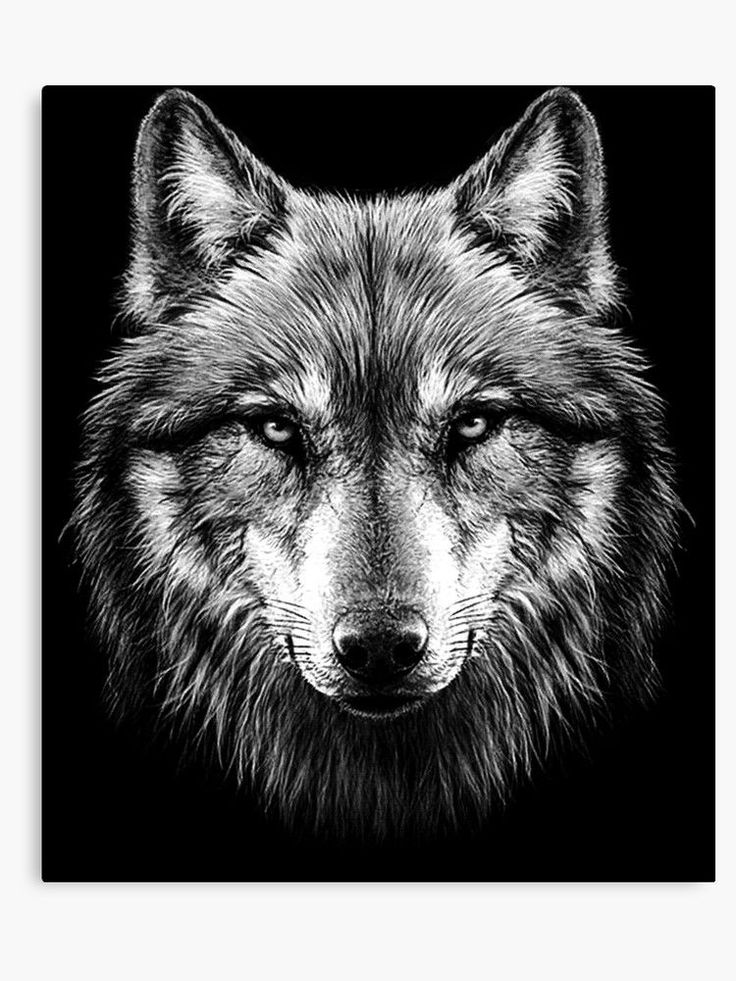 'Wolf face' Canvas Print by HEARTBEATS Wolf face, Wolf