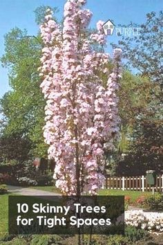 Small Trees For Garden, Trees For Front Yard, Cheap Landscaping Ideas, Small Yard Landscaping, Backyard Trees, Landscaping Trees, Flowering Cherry Tree, Columnar Trees, Privacy Landscaping