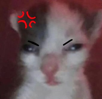 Cat pfp Kitty angry Angry Pictures, Shocked Cat, Annoyed Cat, Serious Cat, Cat Expressions, Cat Crying, Creepy Cat, Cat Emoji, Cats Pictures