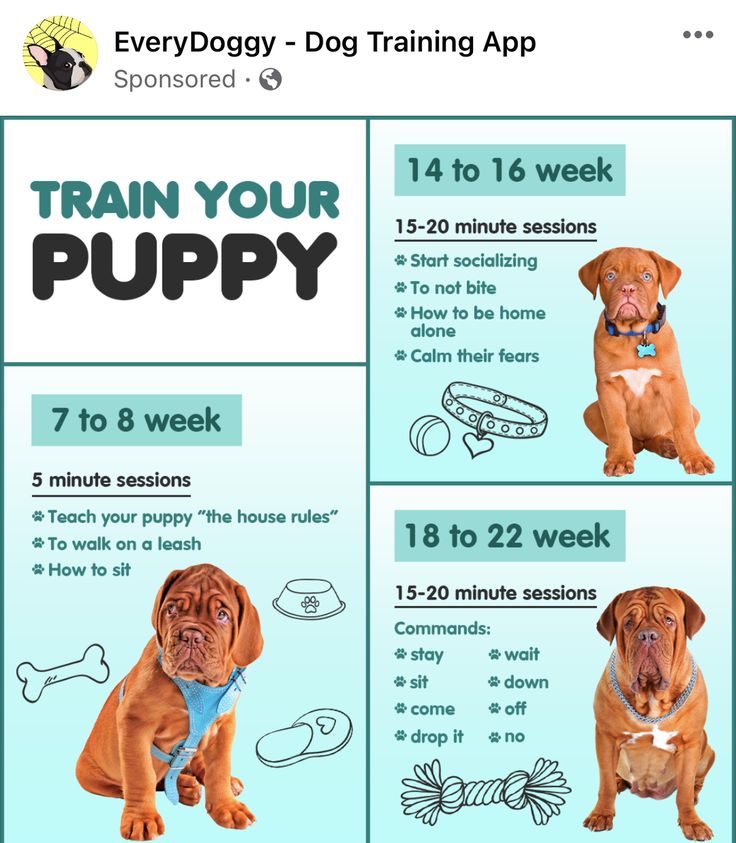 a poster showing how to train your dog's puppies for the first time