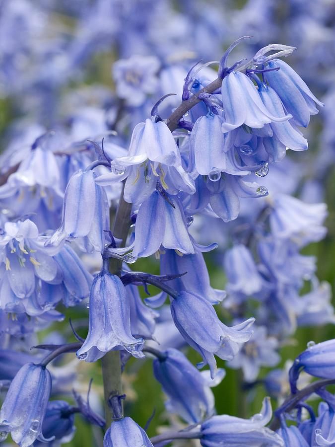 blue flowers are blooming in the garden