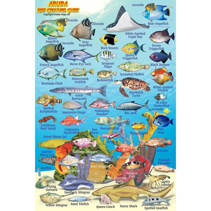 an ocean poster with different types of fish and marine life on it's sides