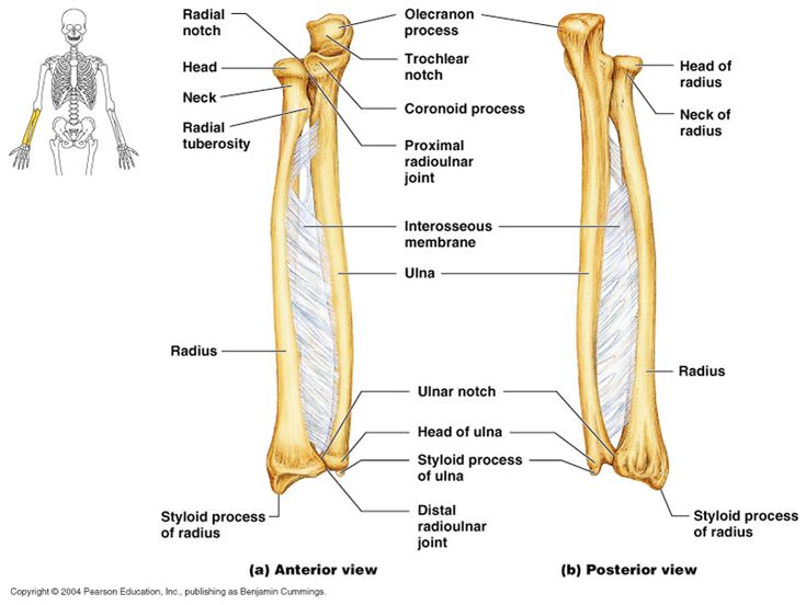 the bones and their major structures are labeled in this diagram, which shows the location of each