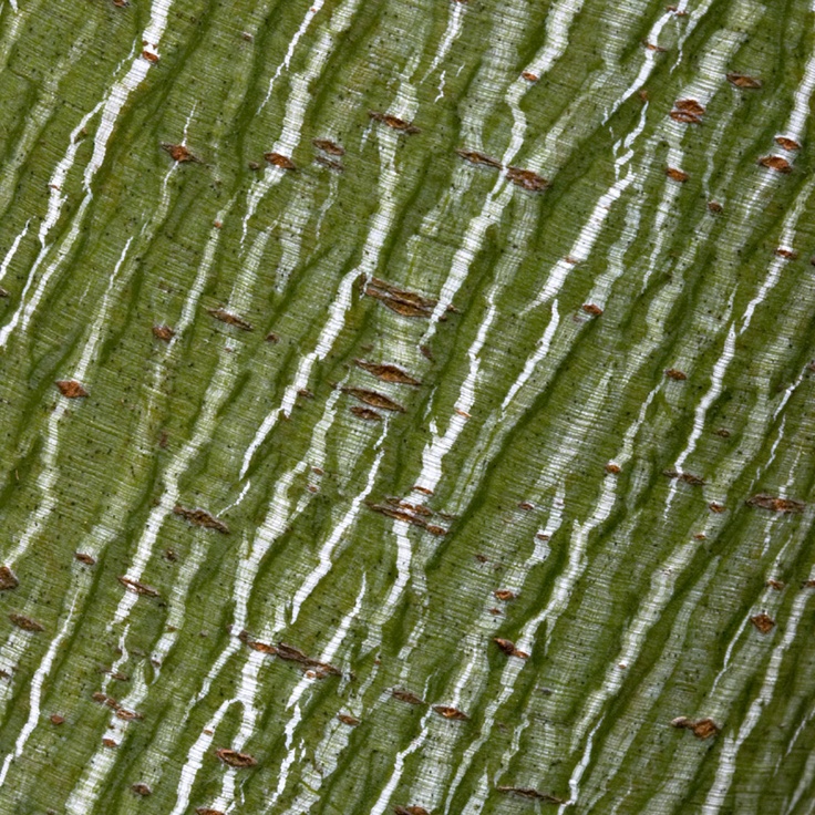 the bark of a tree is green and white