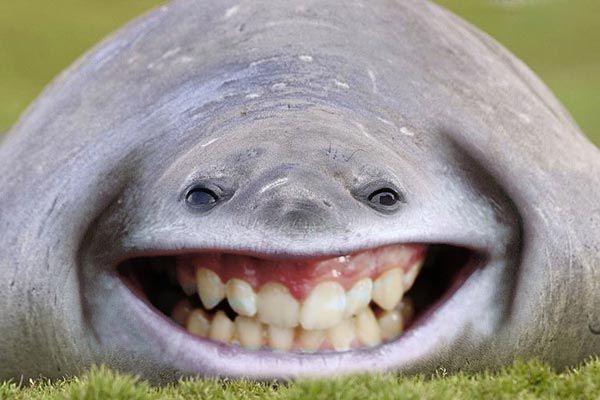 a smiling gray shark with its mouth open