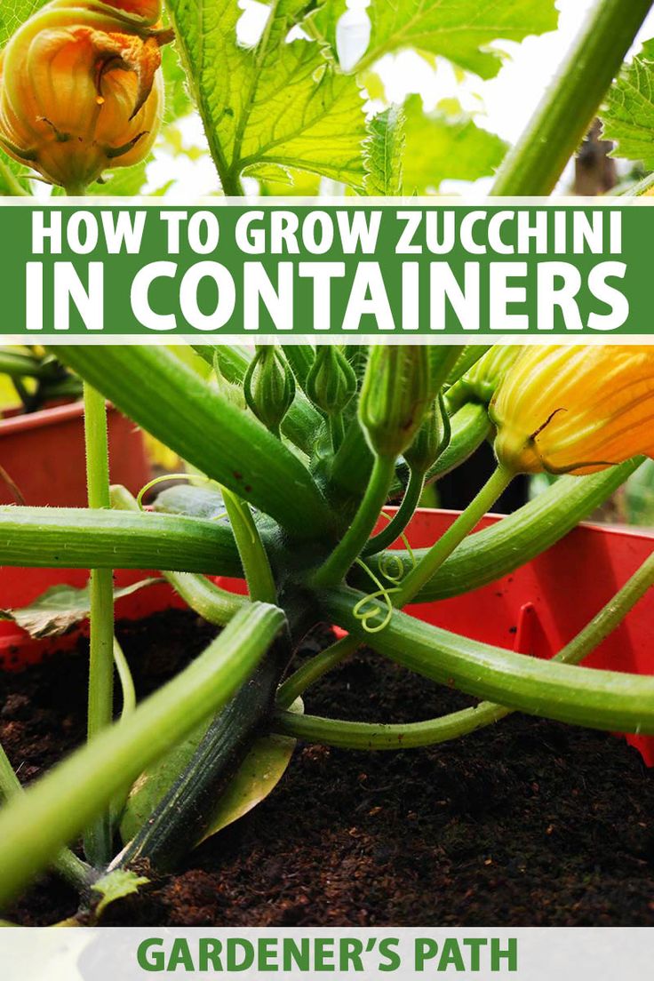 how to grow zucchini in containers with text overlay that reads, how to grow zucchini in containers garden's path