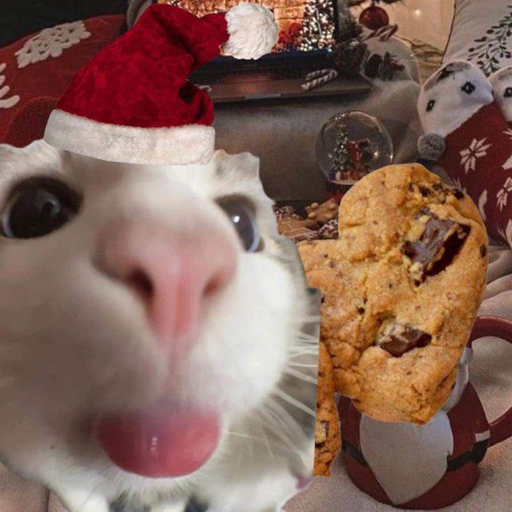 a cat wearing a santa hat next to a cookie