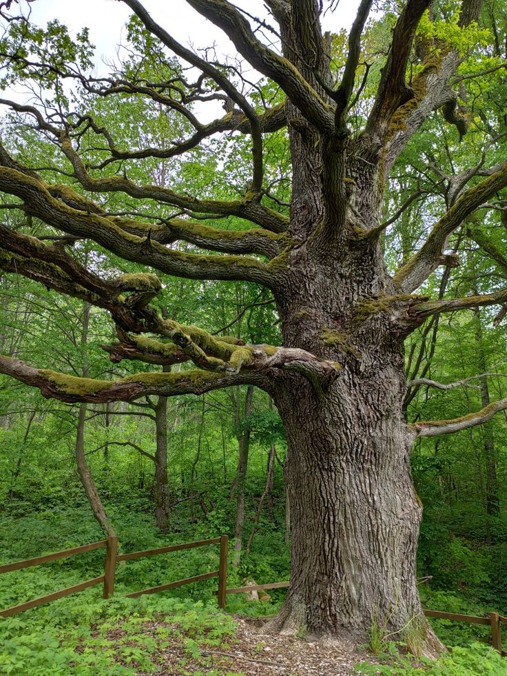 an old tree in the middle of a forest