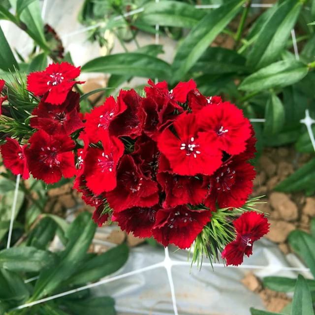 some red flowers with water droplets on them