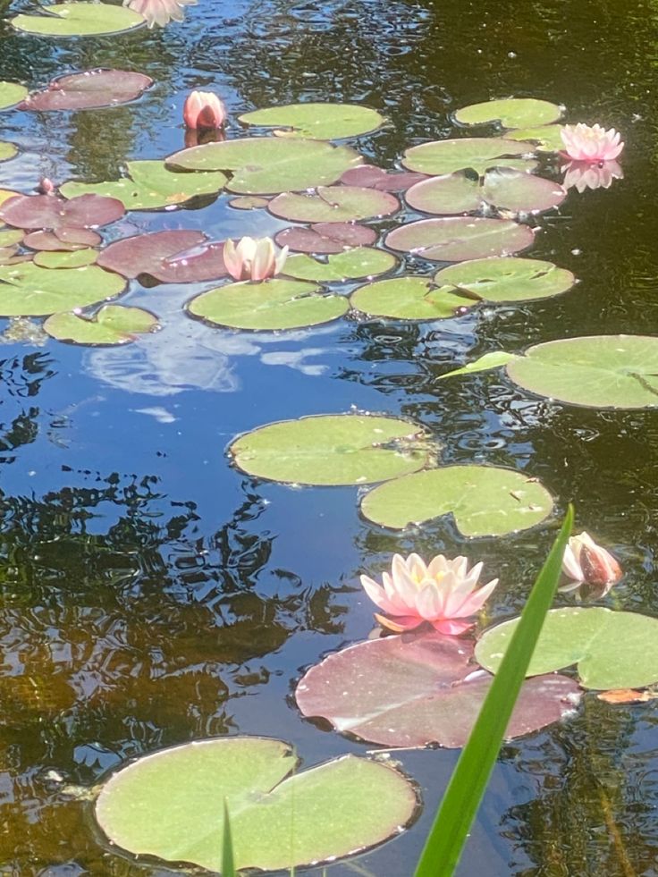 lily pads aesthetic beautiful Aesthetic Water Lilies, Lilypad Aesthetic, Water Lilies Photography, Water Lotus Flower, Lily Pad Art, Lily Pad Lake, Lilypad Pond, Lily Pad Flower, Water Lily Tattoos