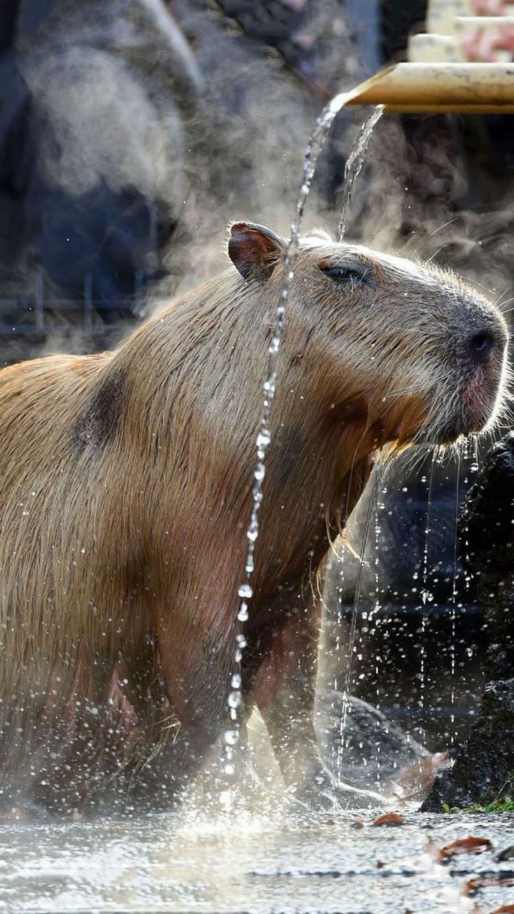 a capybara taking a bath in the water