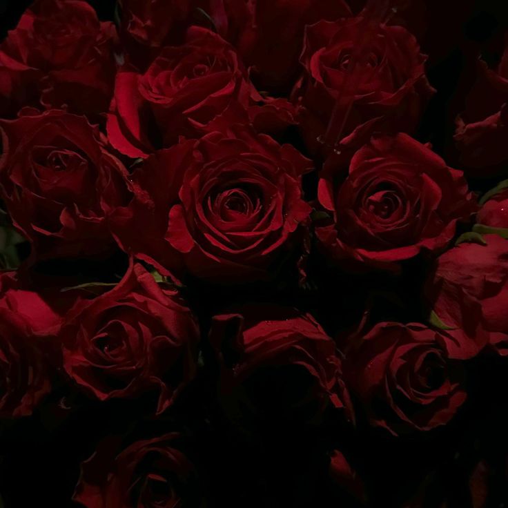 a bunch of red roses that are in the dark