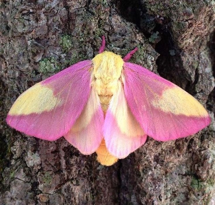 a pink and yellow moth sitting on top of a tree