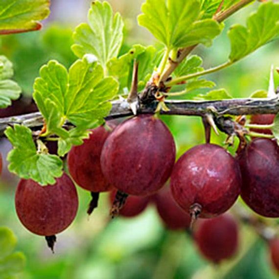 the fruit is growing on the tree branch