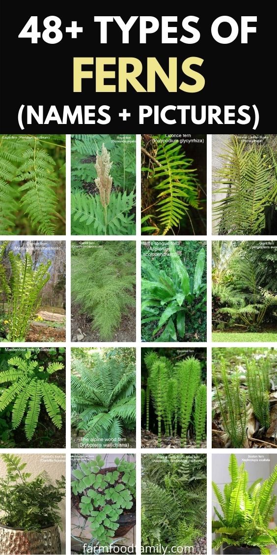 many different types of ferns and other plants with the words, 48 types of ferns names pictures