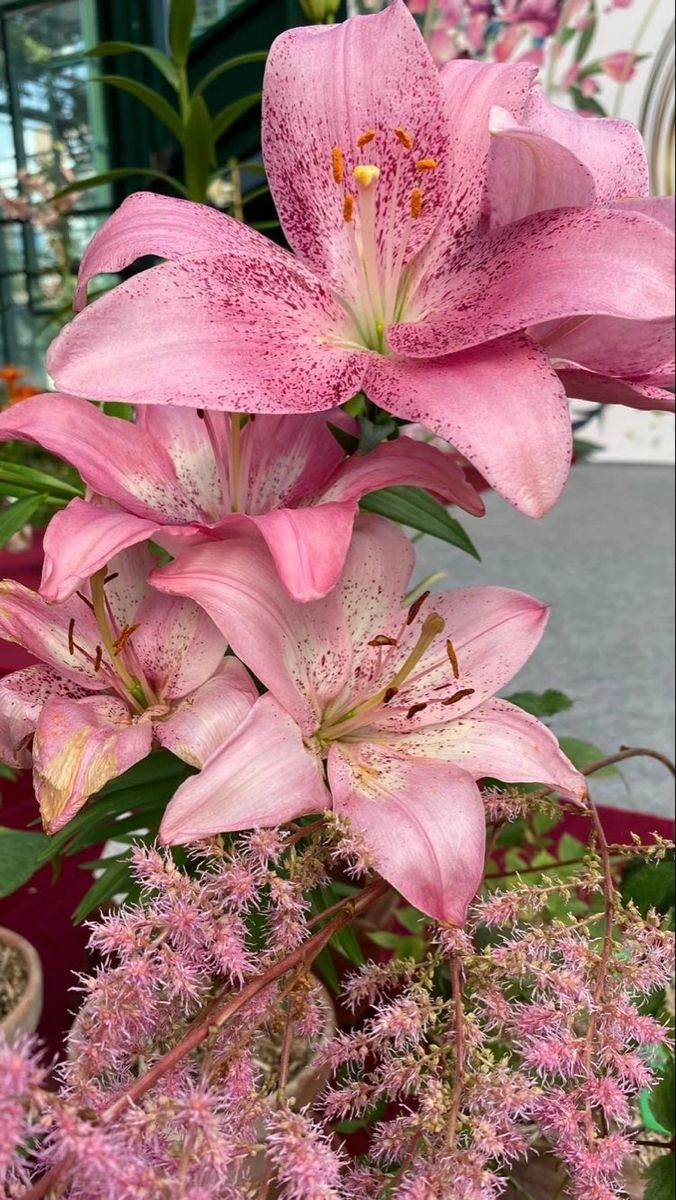 pink flowers are blooming in the garden