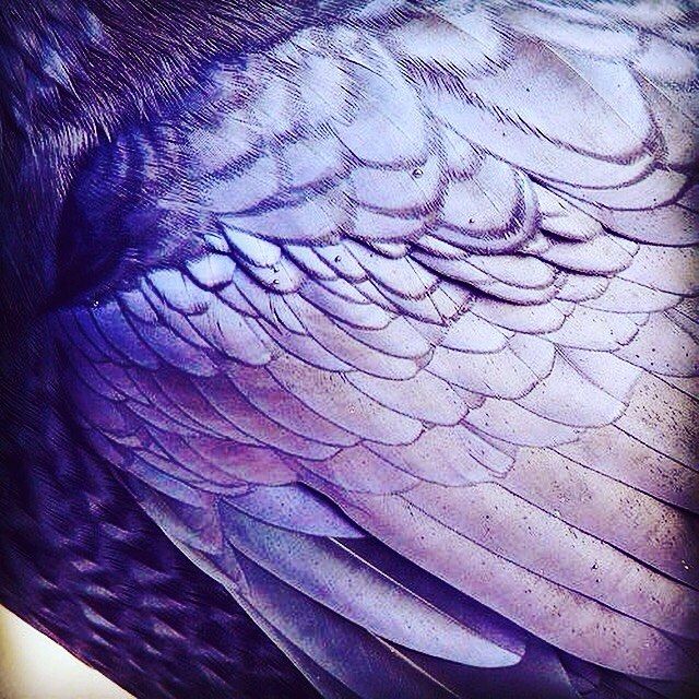 an image of a bird that is close up