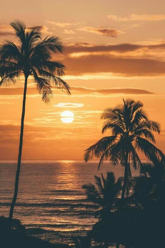 two palm trees are silhouetted against an orange and pink sunset over the ocean in hawaii