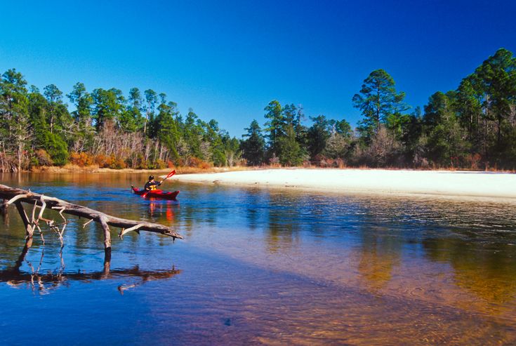 two people in a canoe paddling on the water next to a fallen tree trunk