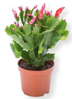 a potted plant with pink flowers and green leaves