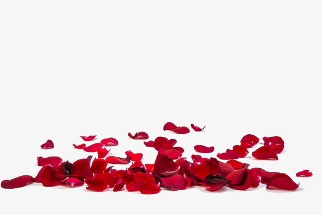 red rose petals scattered on the floor in front of a white background with room for text