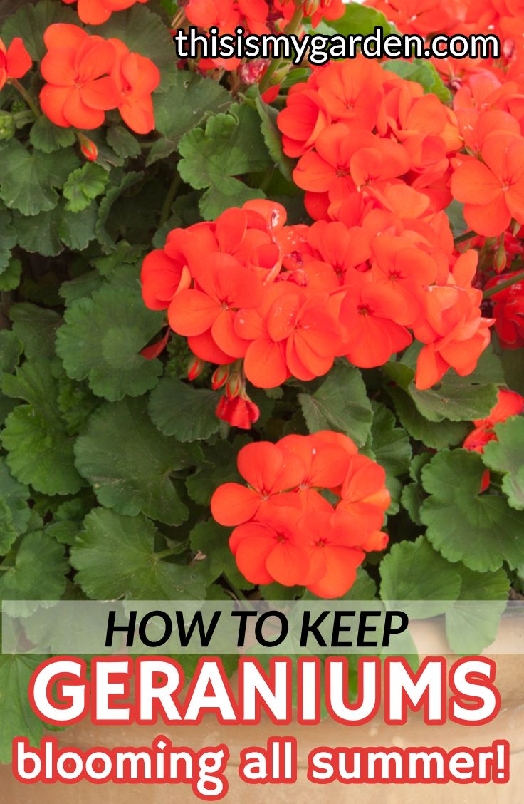 red geraniums blooming all summer with text overlay reading how to keep geraniums blooming all summer