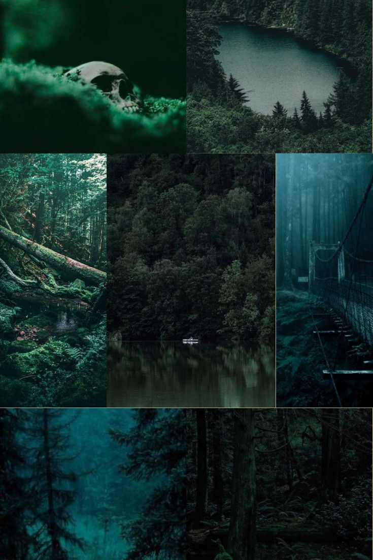 the forest is full of green trees, and there are many different pictures in it