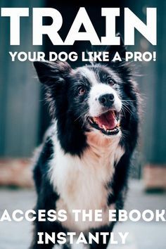 a black and white dog standing on top of a cement ground with the words train your dog like a pro across the book instantly