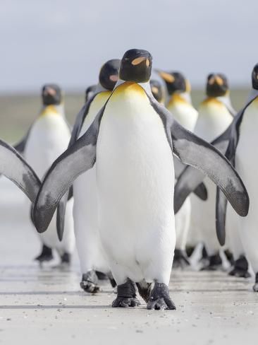 a group of penguins standing on top of a beach